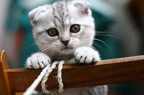 小猫吃瓜尔胶会死吗视频,揭秘其致命风险 第2张 小猫吃瓜尔胶会死吗视频,揭秘其致命风险 第2张