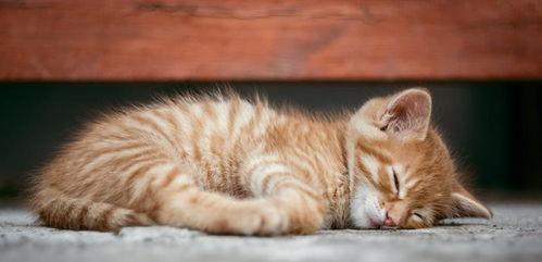 小猫吃瓜尔胶会死吗视频,揭秘其致命风险 第3张 小猫吃瓜尔胶会死吗视频,揭秘其致命风险 第3张