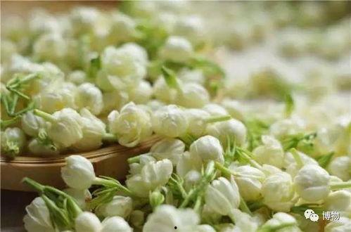 茉莉吃八月瓜面好吃吗视频,美味佳肴，口感独特，快来尝鲜！  第3张