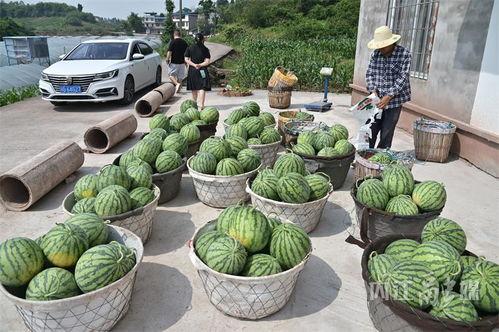 定州北吃瓜视频,揭秘当地特色美食背后的故事  第1张