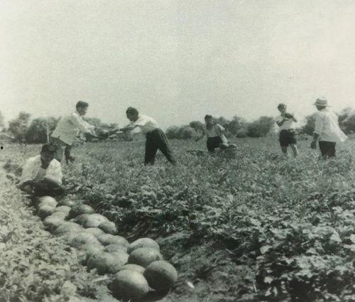 抗美援朝吃瓜群众视频,吃瓜群众的视角见证历史  第3张