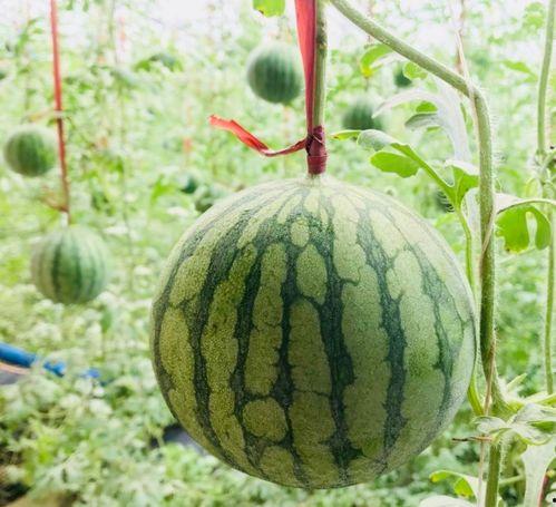 抚州吃瓜事情真相视频,揭秘真相背后的惊人内幕 第1张 抚州吃瓜事情真相视频,揭秘真相背后的惊人内幕 第1张