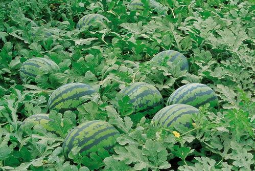 院子吃瓜视频素材高清,夏日休闲生活剪影