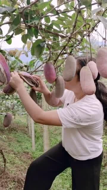 小时候吃八月瓜视频,八月瓜的甜蜜时光 第2张 小时候吃八月瓜视频,八月瓜的甜蜜时光 第2张