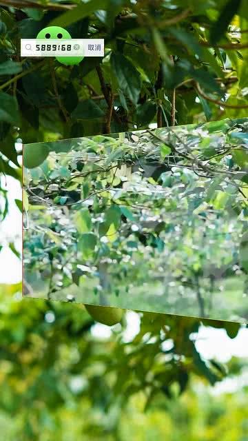 小时候吃八月瓜视频,八月瓜的甜蜜时光 第3张 小时候吃八月瓜视频,八月瓜的甜蜜时光 第3张