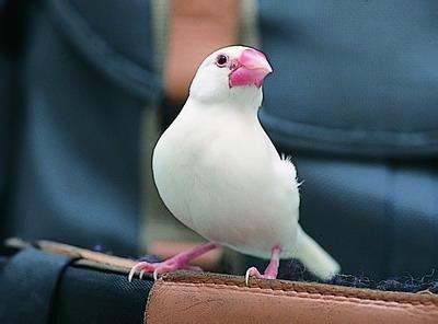 八卦吃瓜小白鸟的原视频,揭秘娱乐圈幕后故事 第1张 八卦吃瓜小白鸟的原视频,揭秘娱乐圈幕后故事 第1张