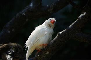 八卦吃瓜小白鸟的原视频,揭秘娱乐圈幕后故事 第2张 八卦吃瓜小白鸟的原视频,揭秘娱乐圈幕后故事 第2张