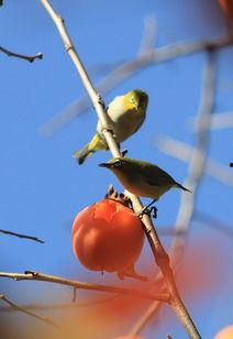 八卦吃瓜小白鸟的原视频,揭秘娱乐圈幕后故事 第3张 八卦吃瓜小白鸟的原视频,揭秘娱乐圈幕后故事 第3张