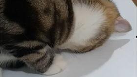 胖猫理智吃瓜视频,胖猫带你揭秘娱乐圈真相  第1张