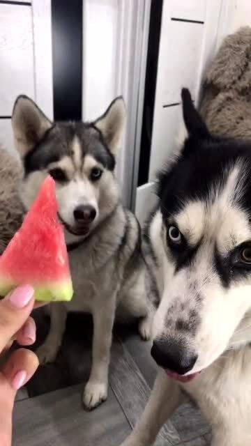 么哈最新视频吃瓜,一场惊心动魄的吃瓜盛宴  第2张