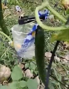 广州永泰吃瓜事件视频,一场引发热议的街头冲突瞬间 第3张 广州永泰吃瓜事件视频,一场引发热议的街头冲突瞬间 第3张