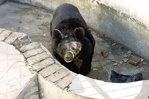 饲养员喂狗熊吃瓜视频下载,饲养员与狗熊共享甜蜜时光  第2张