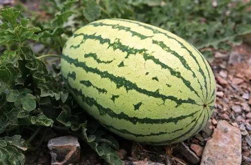 五块钱吃瓜视频,揭秘吃瓜视频背后的经济秘密 第1张 五块钱吃瓜视频,揭秘吃瓜视频背后的经济秘密 第1张