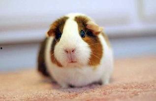 荷兰猪吃洋瓜好吗视频教程,营养美味两不误  第1张