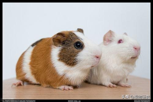 荷兰猪吃洋瓜好吗视频教程,营养美味两不误  第3张