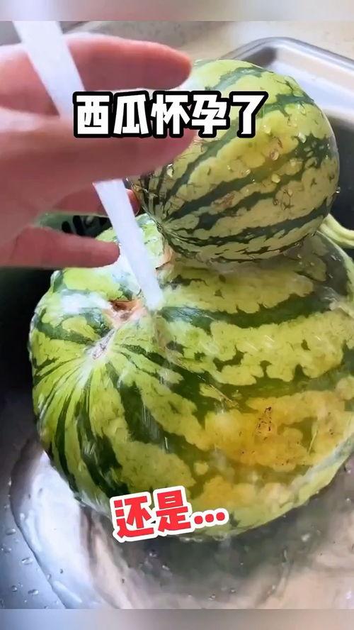 自动吃瓜视频搞笑,笑料横生视频盛宴  第3张