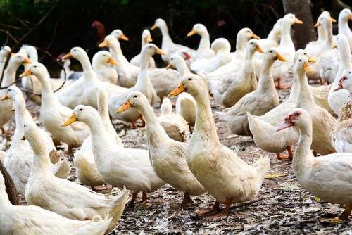 柯尔鸭吃瓜泥会死吗视频,柯尔鸭误食瓜泥致命风险揭秘