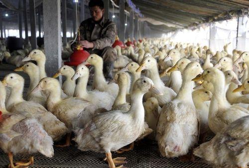 柯尔鸭吃瓜泥会死吗视频,柯尔鸭误食瓜泥致命风险揭秘  第3张