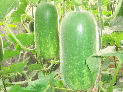 旅游云南吃瓜视频大全集,吃瓜视频大全集带你领略风味云南