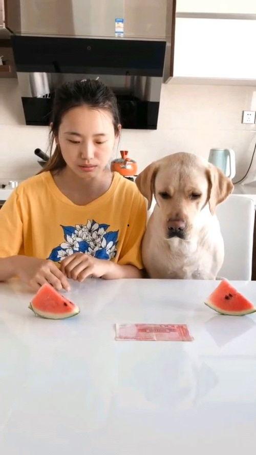 带头吃瓜西瓜视频,西瓜视频带你领略“吃瓜”新风尚 第3张 带头吃瓜西瓜视频,西瓜视频带你领略“吃瓜”新风尚 第3张