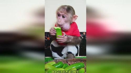 吃瓜变猴子搞笑视频,笑料横生的搞笑视频来袭！