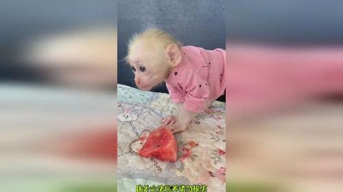 吃瓜变猴子搞笑视频,笑料横生的搞笑视频来袭! 第2张 吃瓜变猴子搞笑视频,笑料横生的搞笑视频来袭! 第2张