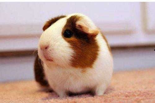 豚鼠吃瓜叶吗会死吗视频,揭秘生死之谜  第2张