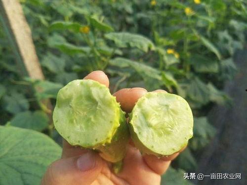 吃白玉瓜视频教程下载,轻松学会家常美味 第3张 吃白玉瓜视频教程下载,轻松学会家常美味 第3张