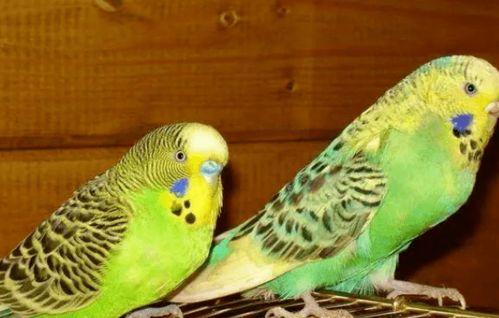 鹦鹉可以吃苏瓜吗视频,苏瓜成为新宠 第2张 鹦鹉可以吃苏瓜吗视频,苏瓜成为新宠 第2张