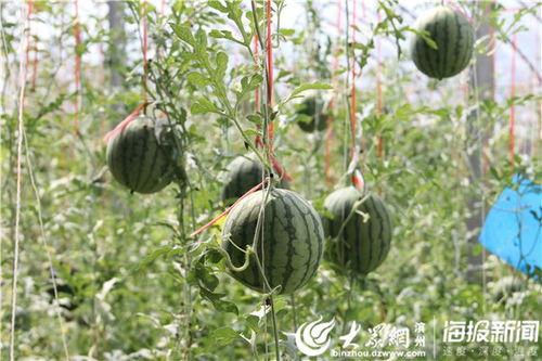 丽水网红吃瓜事件视频,一场网络狂欢背后的真相揭秘  第2张