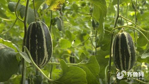 单县吃瓜视频,揭秘当地特色美食背后的故事