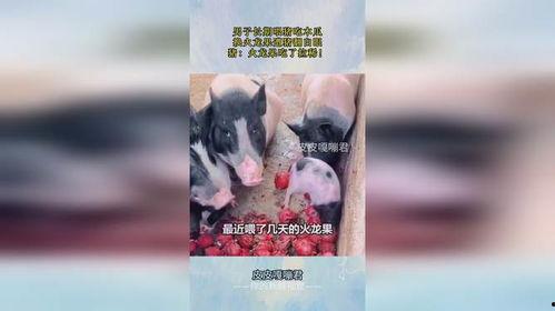喂猪吃瓜的视频下载,喂猪吃瓜视频走红网络，趣味横生引网友热议  第2张