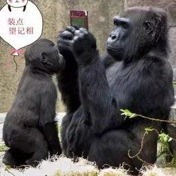 吃哈密瓜模仿猩猩视频,模仿猩猩视频引发网友热议  第3张